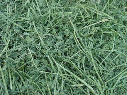 Alfalfa